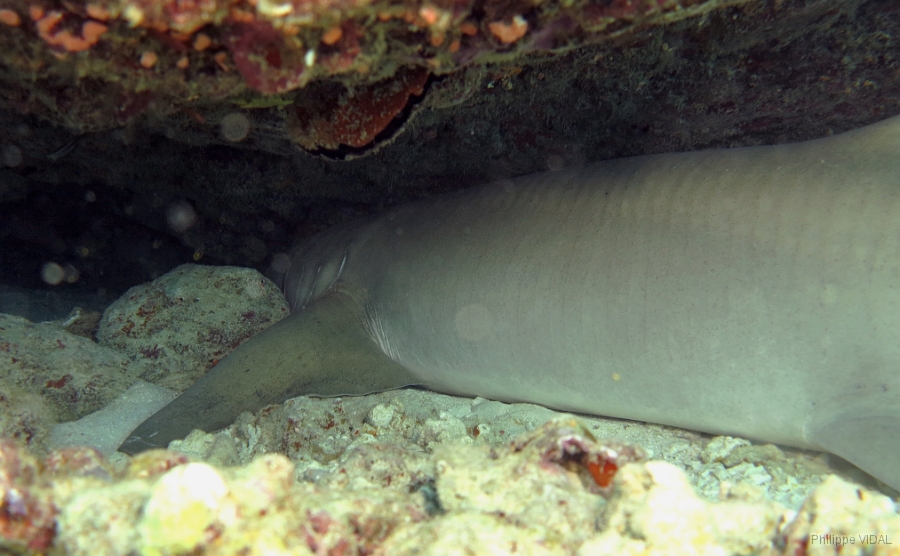 IMG_0164rc_Maldives_Madoogali_House reef_ Requin nourisse.jpg